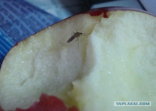 Комар и яблоко