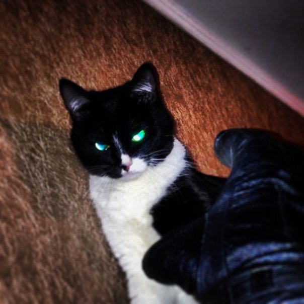 Как я вскармливал котенка без кошки