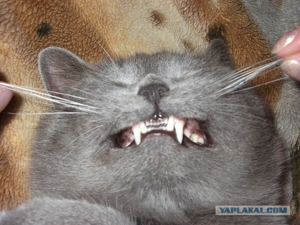 Котовторник 04.03.2014