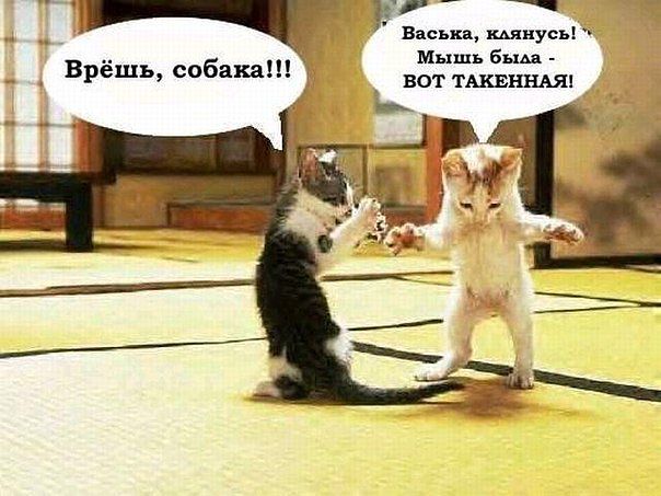 Веселые картинки? а так же комментарии)