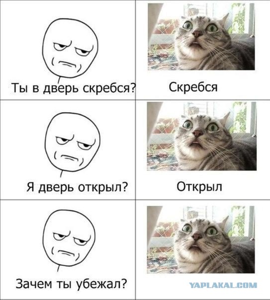 Коты, которых никто не понимает