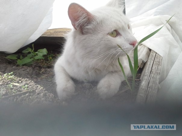 Котовторник 10.06.2014
