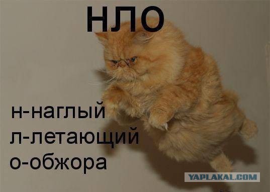 Котовторник 18.11.2014