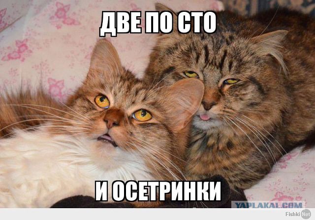Весёлое из сети