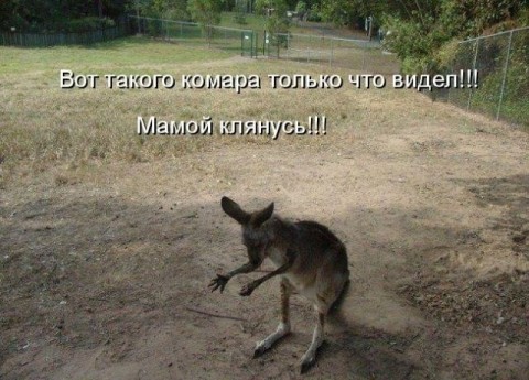 Веселые картинки
