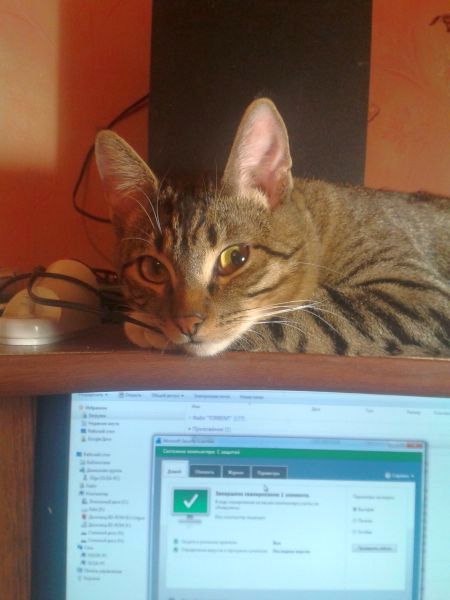 Котовторник