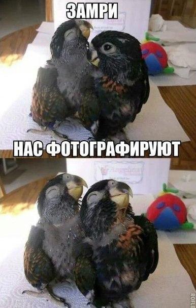Веселые картинки