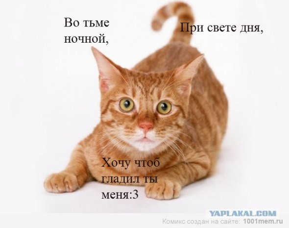 Вечная загадка для кота!