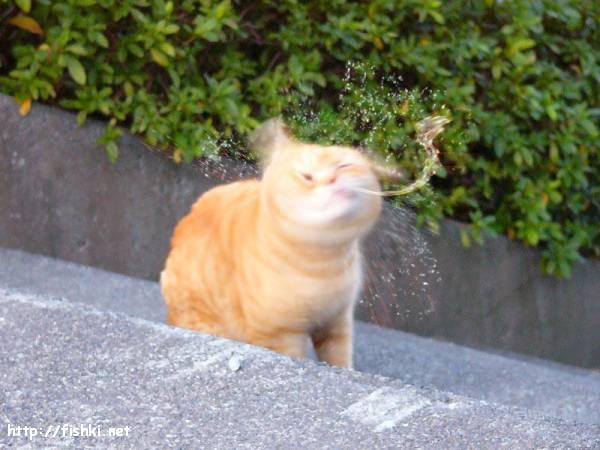 Коты, кошки, котята