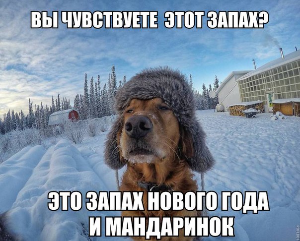 Картинки и демотиваторы