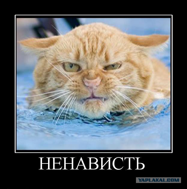 Кот, который плавал сам по себе