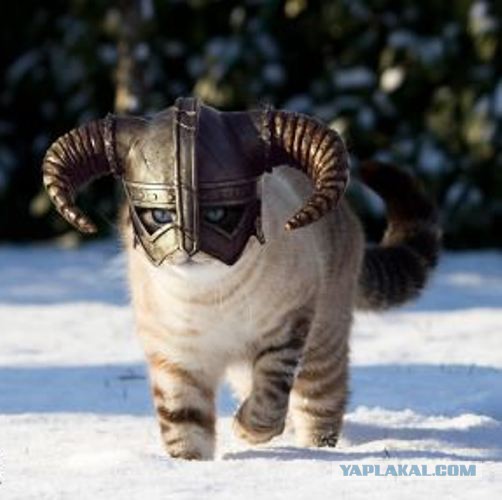 Коты в засаде