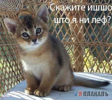 Коты, кошки, котята