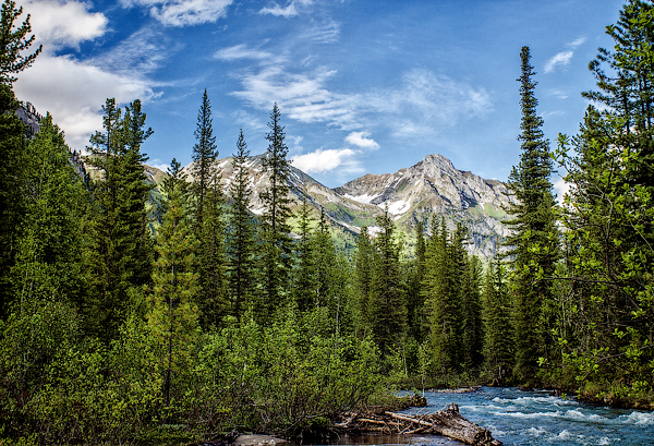 Тайги обожания пост