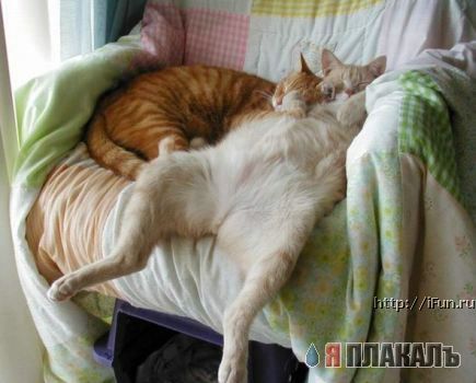 Коты, кошки, котята