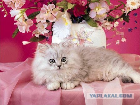 Кото-вторник 24 Мая 2016го :)