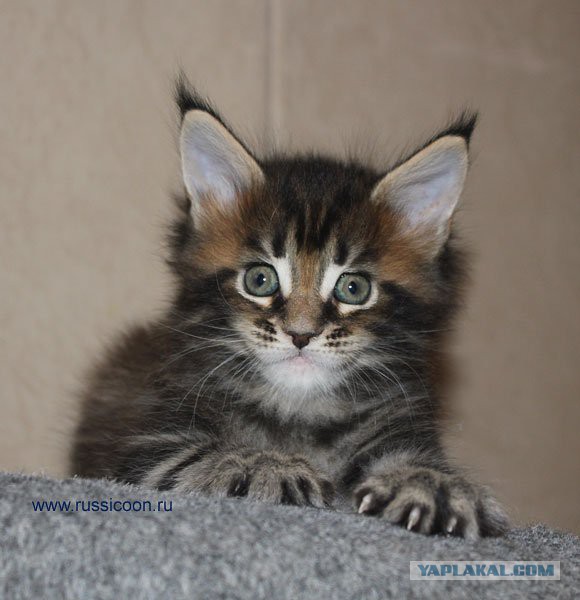 Пр корма для кошек. Рассуждения