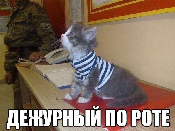 Мохнатые беспредельщики