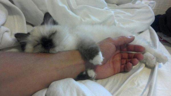 Коты из сети