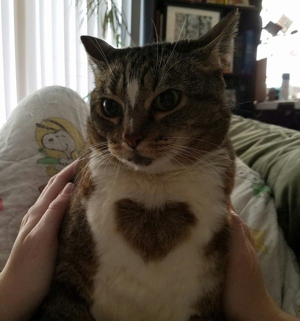 Коты и Кошки
