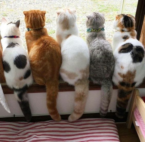 Коты и Кошки