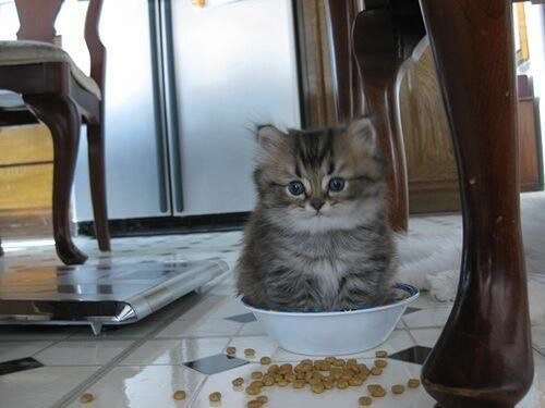 Коты и Кошки