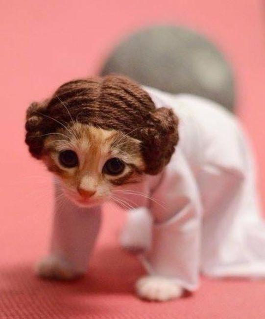 Коты и Кошки