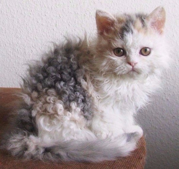 Коты и Кошки