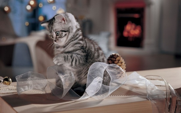 Коты и Кошки