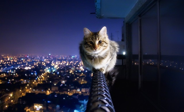 Коты и Кошки