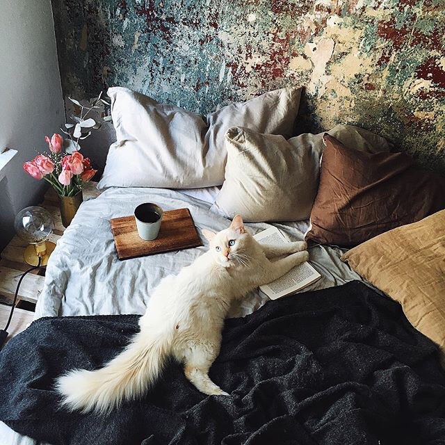 Прикольных котов пост