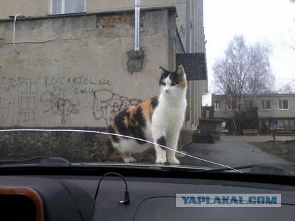 Подборка настоящих котов