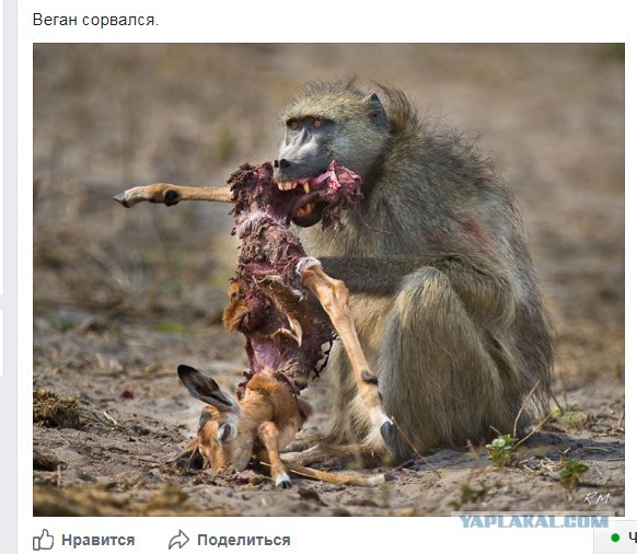 Мясоед-убийца