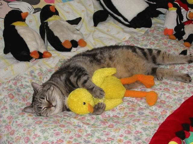 Прикольные коты на среду! ОЧЕНЬ МНОГО!