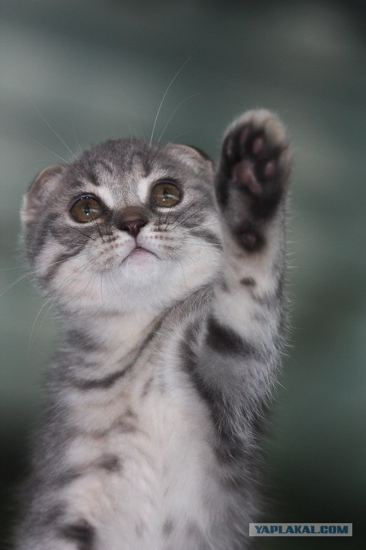 Котовторник на ЯПлакалъ