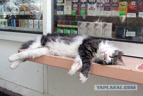 Котовторник 27 июля: лучше сидеть лежа!