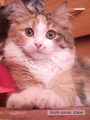Котовторник так котовторник!