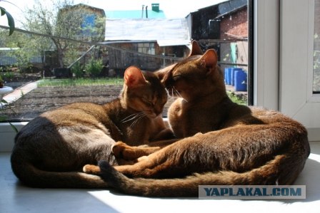 Котовторник 22.11.11