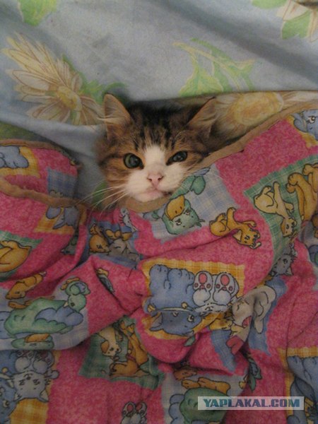 Котовторник (14.02.2012)