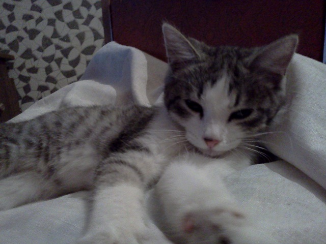 Котовторник 22.05.2012