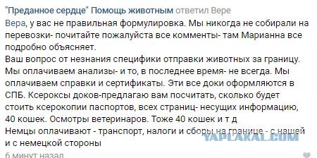 Помогите вернуть кота! Приют "Преданное сердце" украл кота и не отдает!-2
