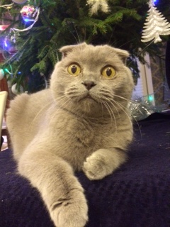 Котовторник *новогодний* 31/12/2019