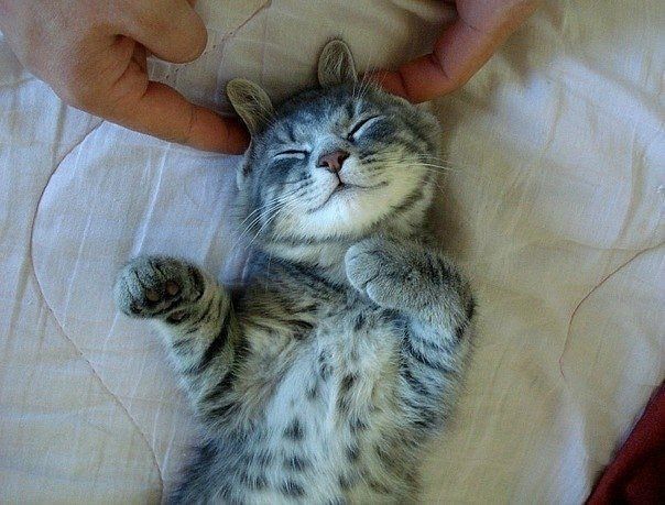 Забавные животные
