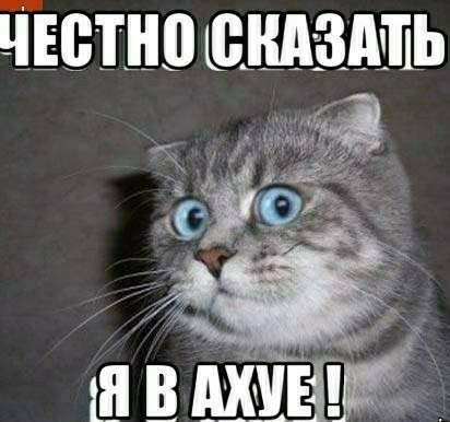 В Таиланде питон пытался задушить кота на дороге