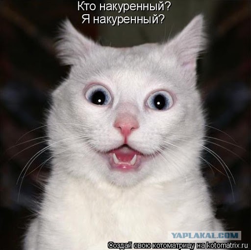 Кот шизофреник — горе в семье
