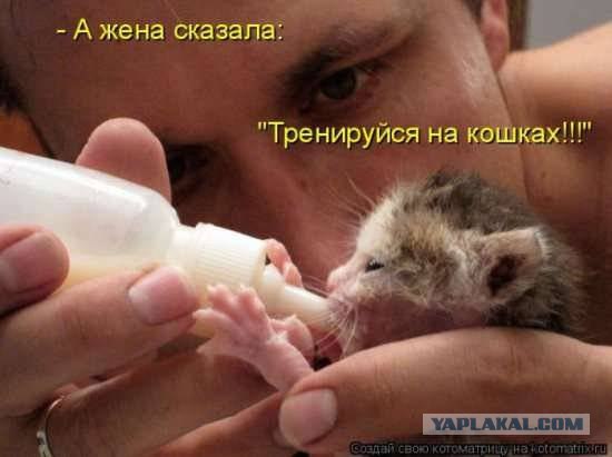 Котенок пьет молоко
