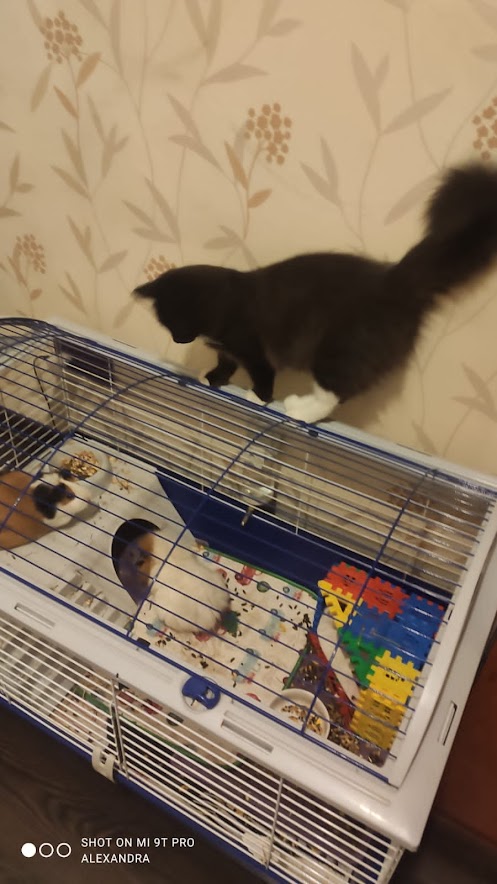 Долой политику, ура котикам!