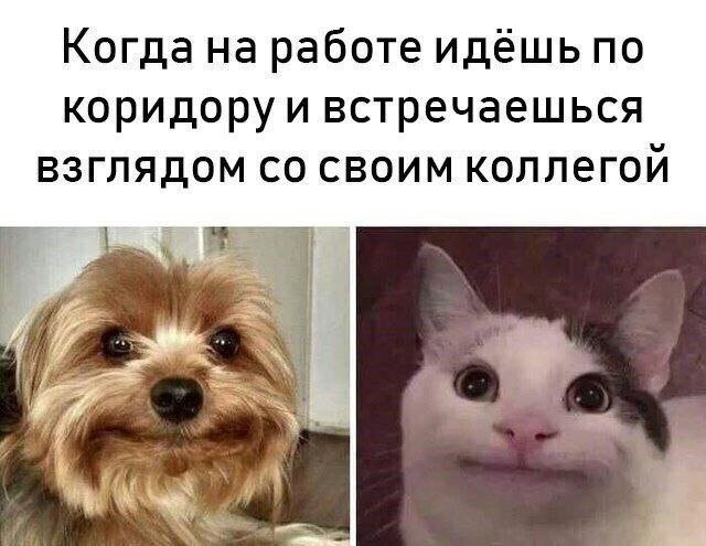 Картинки и мемы для настроения - 29