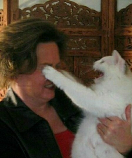 Отжим коту не помеха