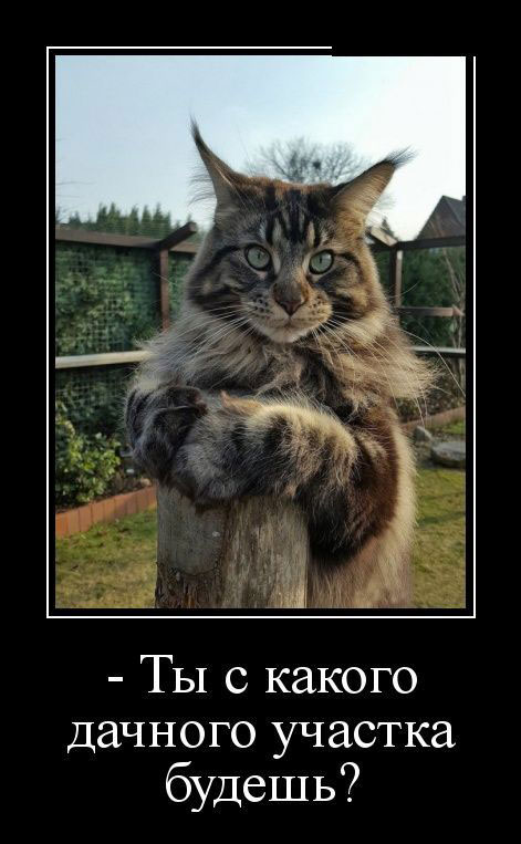 К котовторнику: подборка картинок-баянов с котиками и про котиков. Выпуск 17
